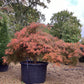 Acer palmatum 'Dissectum Atropurpureum' | Purple Threadleaf Japanese maple - Girth 32cm - 200-220cm - 375lt