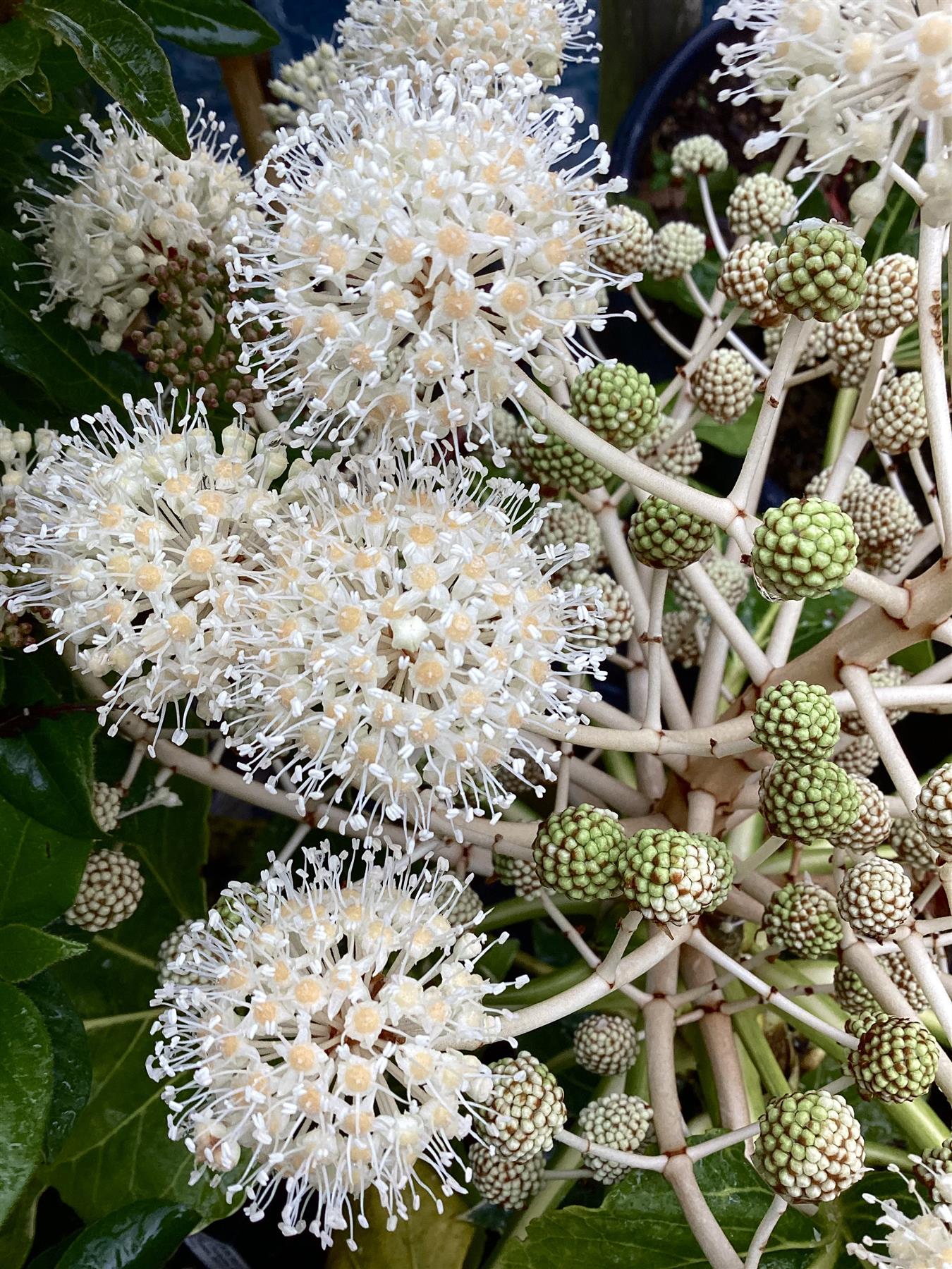 Fatsia Japonica Variegata - 60/80cm, 20lt