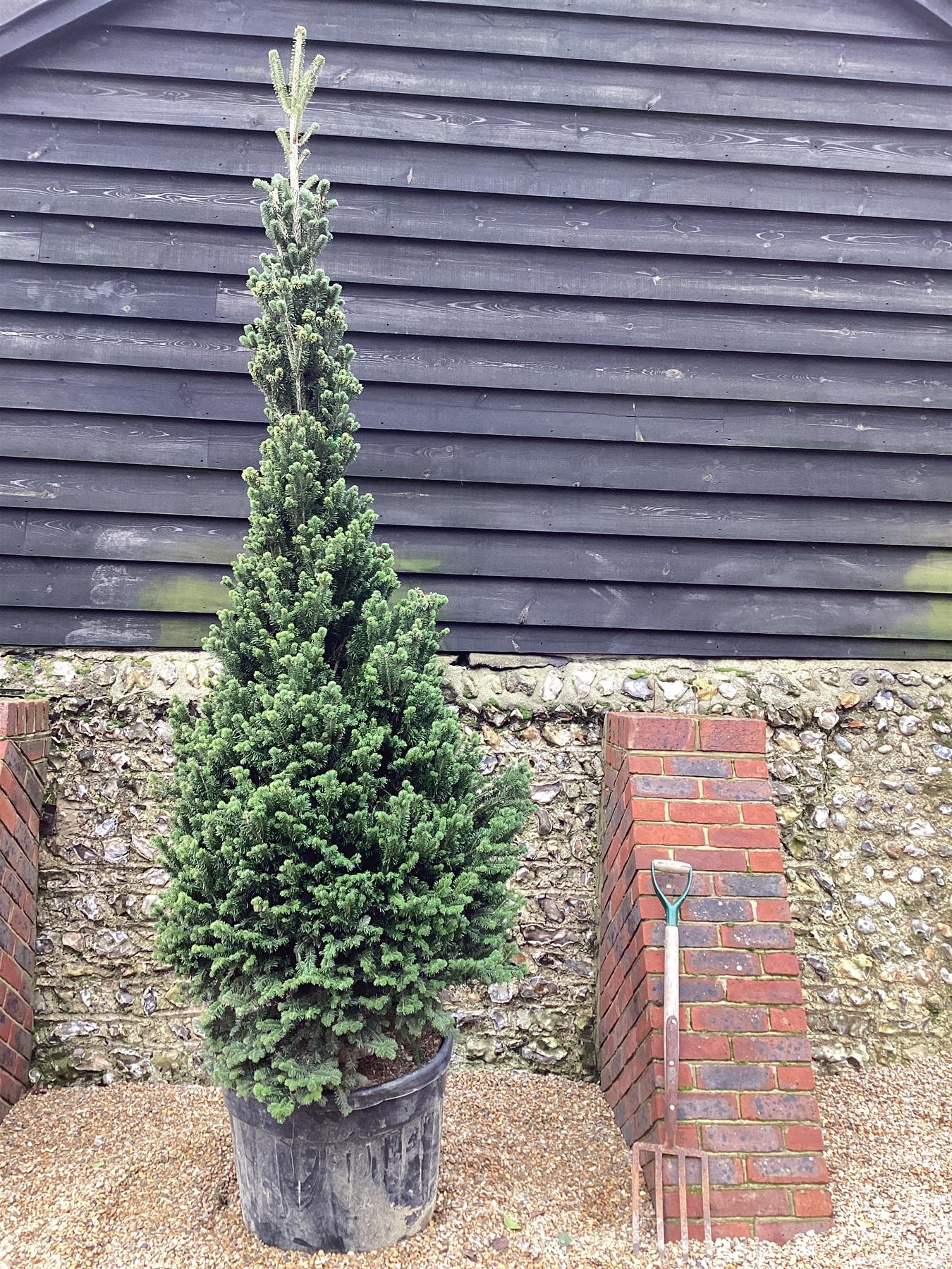 Abies nordmanniana orientalis | Nordmann fir - Height 220cm, 90lt