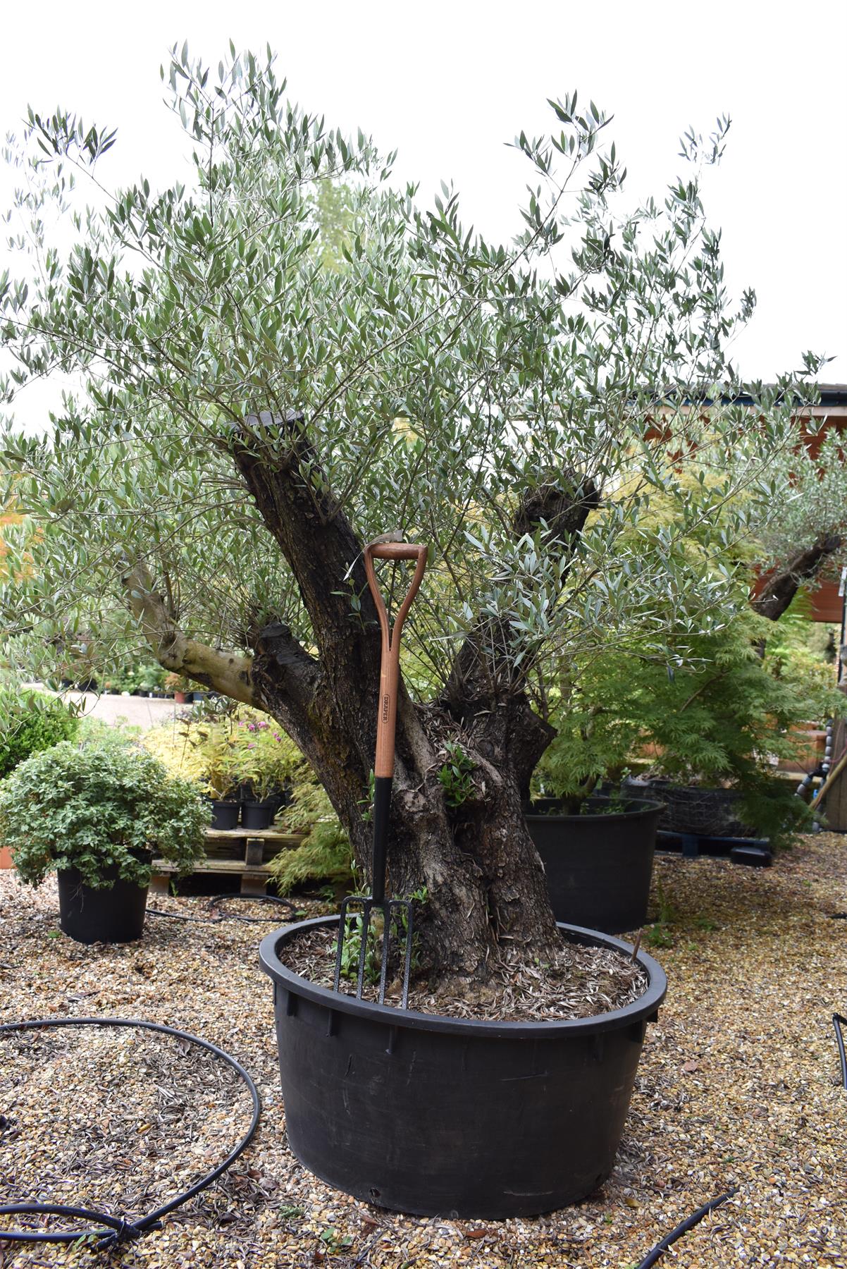 Olive Tree | Olea Europea 1/2 Standard 140cm girth - 200-210cm, 240lt