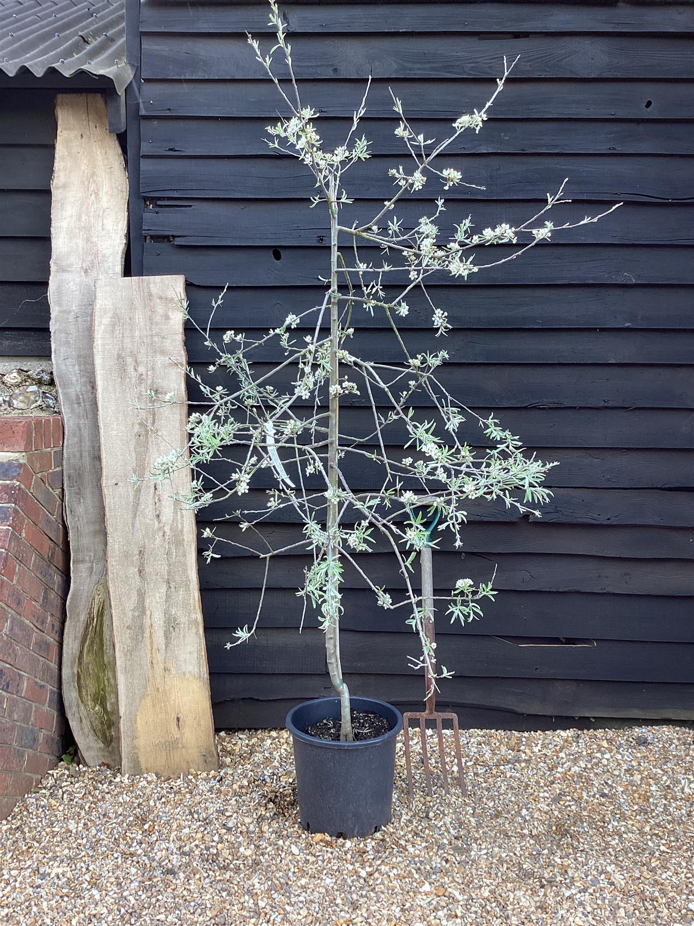 Pyrus salicifolia 'Pendula' | Weeping Silver Pear - 220-240cm, 20lt