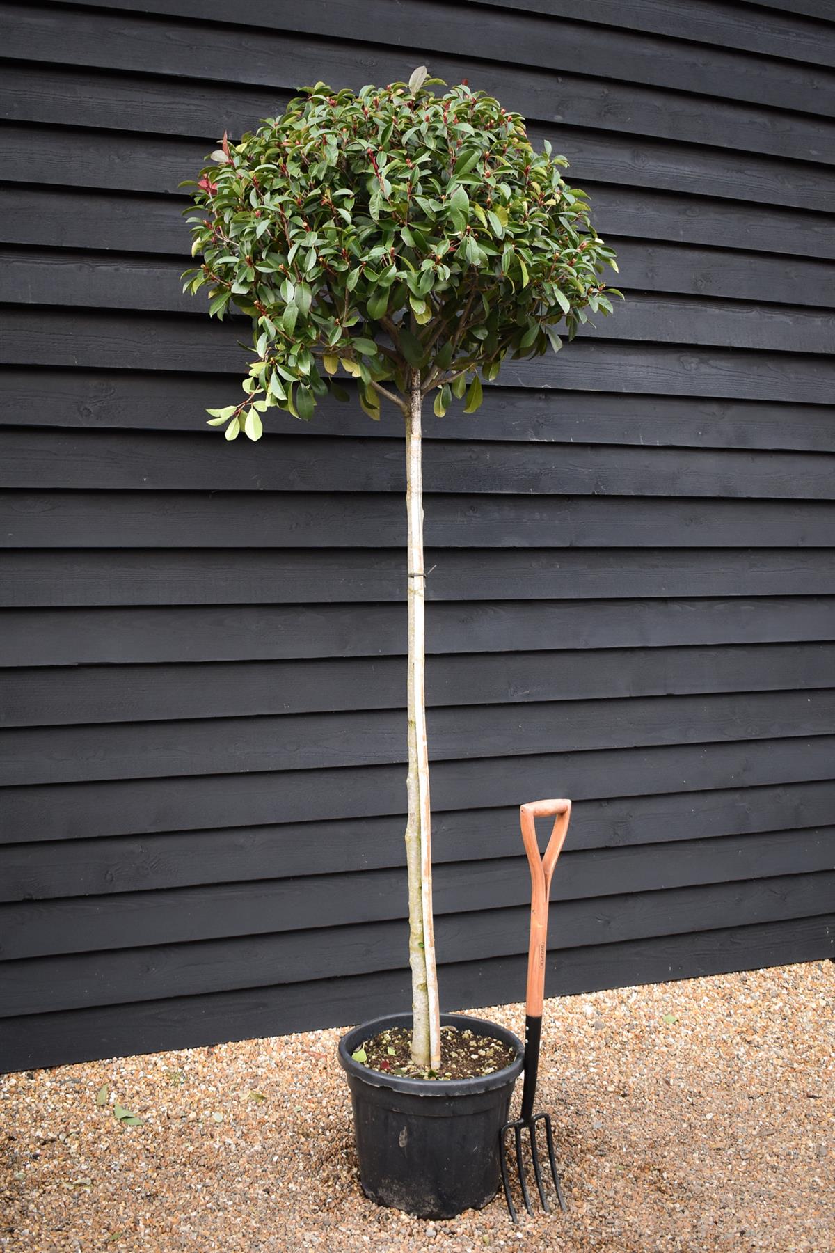 Photinia Red Robin | Christmas berry 'Red Robin' - Clear Stem 170cm - Height 200-250cm - 45lt