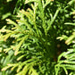 Thuja occidentalis 'Smaragd' - 140-150cm - 20lt