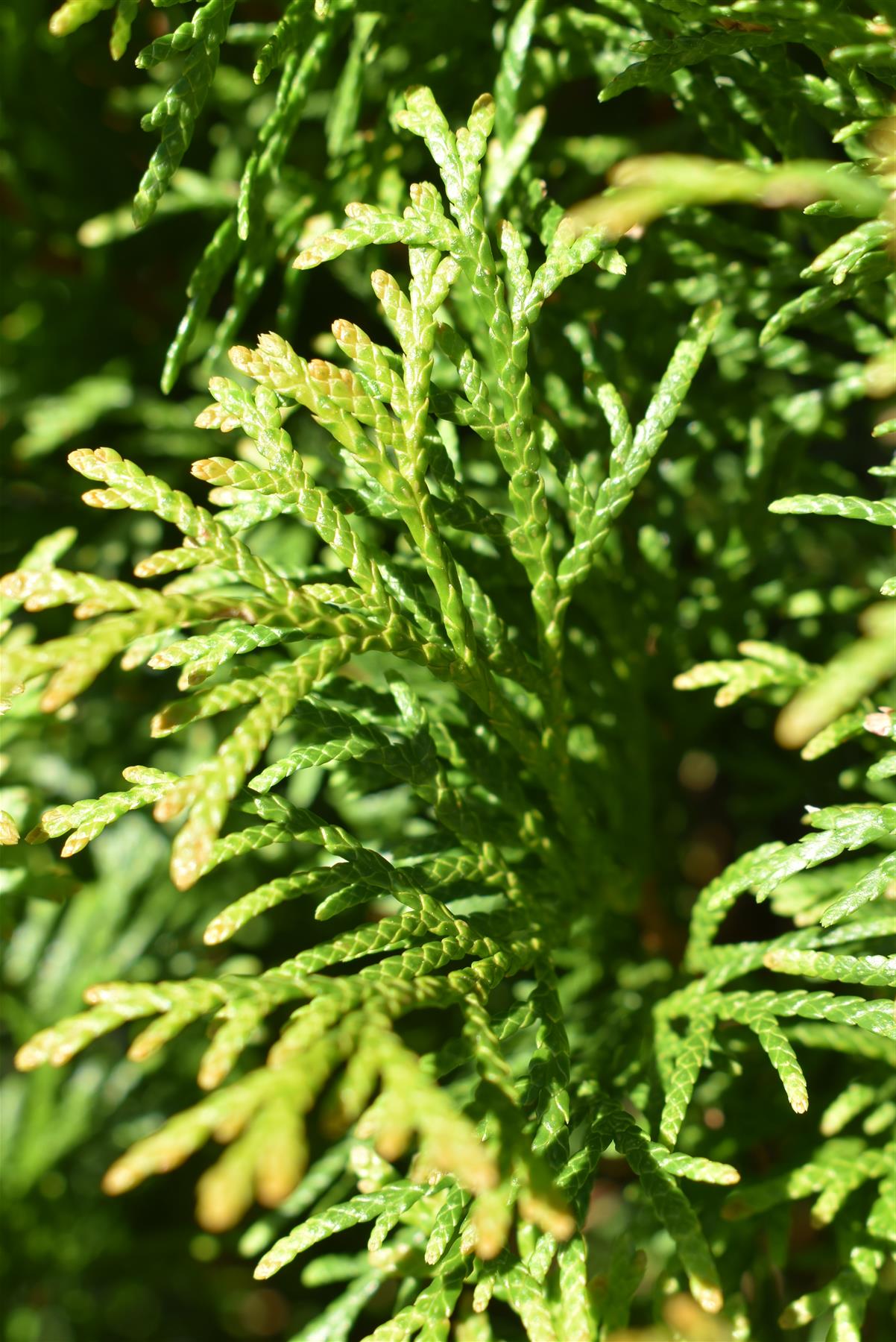 Thuja occidentalis 'Smaragd' - 140-150cm - 20lt