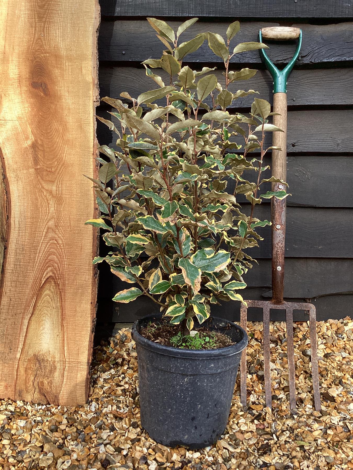 Elaeagnus 'Viveleg' - 60-80cm, 9lt