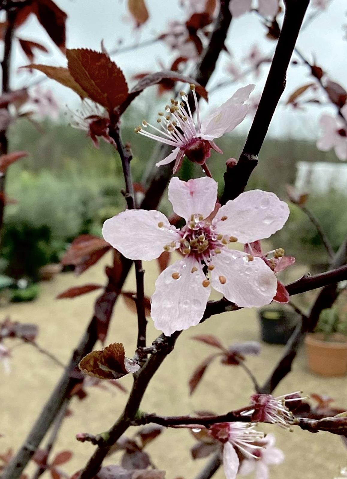 Prunus Nerasifera Pissardii Nigra | Black Cherry Plum - 250-280cm, 10lt