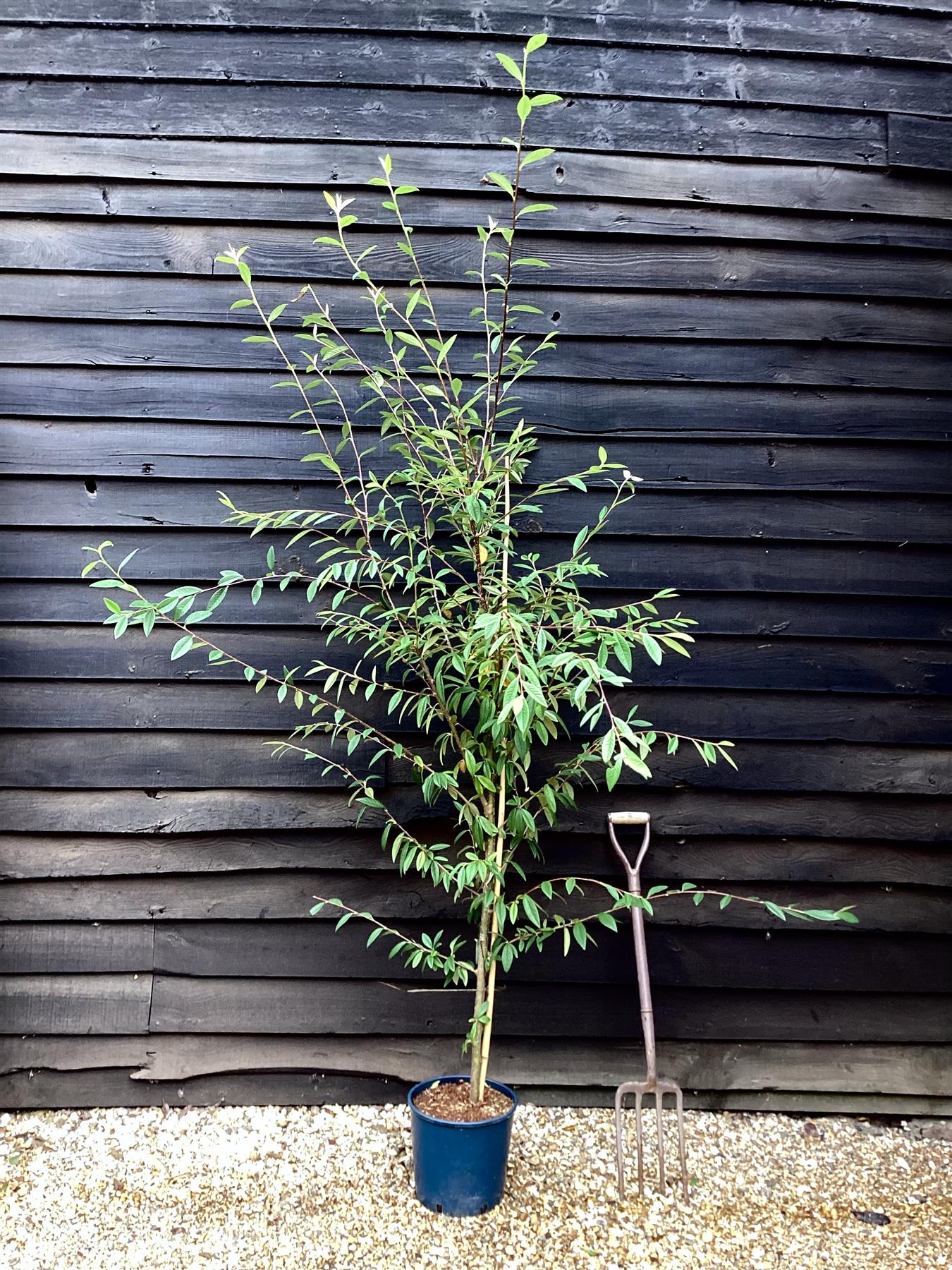 Cotoneaster x watereri - 180-200cm - 10lt