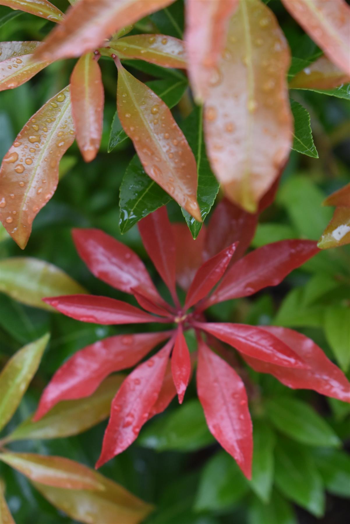 Pieris Japonica Mountain Fire - Shrub - 50-70cm - 7lt