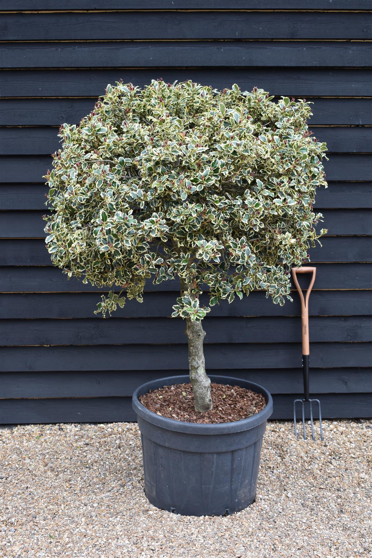 Ilex aquifolium 'Aurea Marginata' | Golden Variegated Holly - Parachute - Height 150cm - 110lt