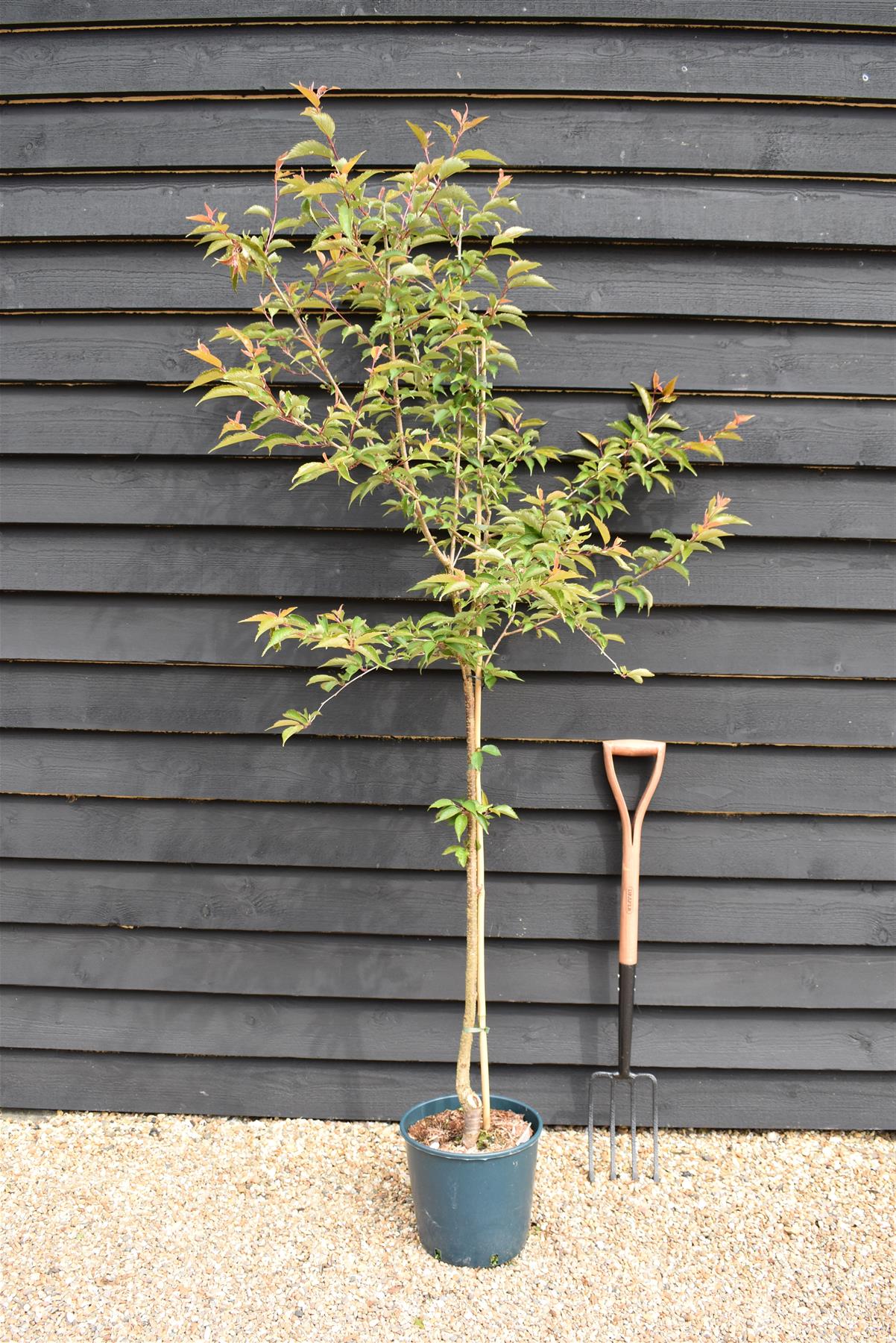 Prunus Serrulata 'Rebecca' | Rebecca  Cherry - 170-180cm, 12lt