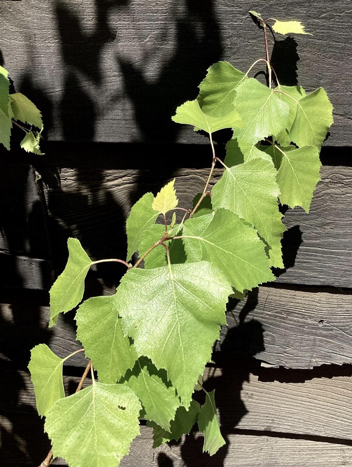 Betula pendula Golden Beauty | Golden Birch Tree  - 300-320cm, 30lt