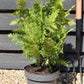 Chamaecyparis lawsoniana 'Ivonne' | False cypress 'Ivonne' - Height 50-70cm - 5lt