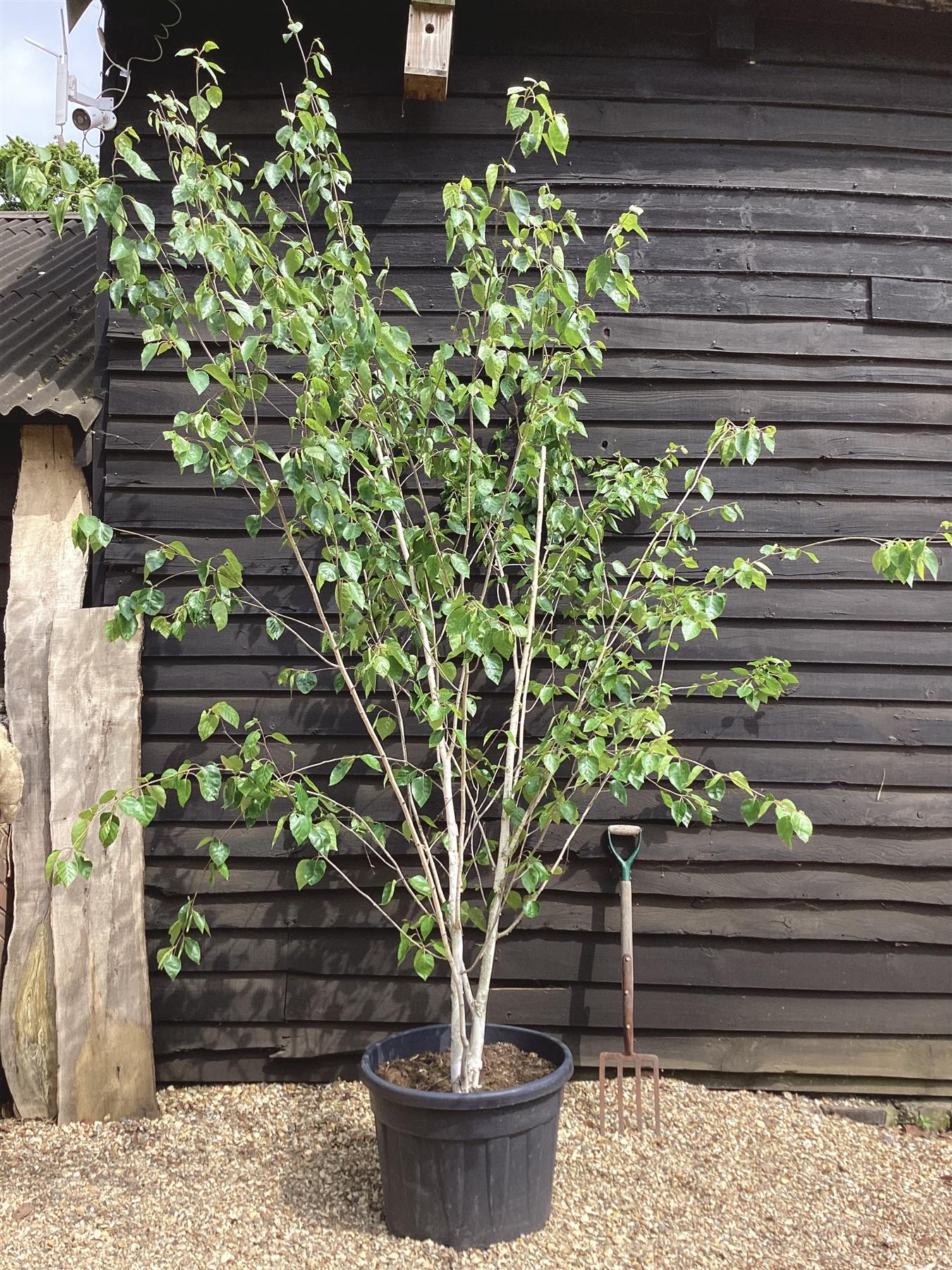 Betula utilis | Himalayan Birch, Multistem, Height 300cm - 70lt