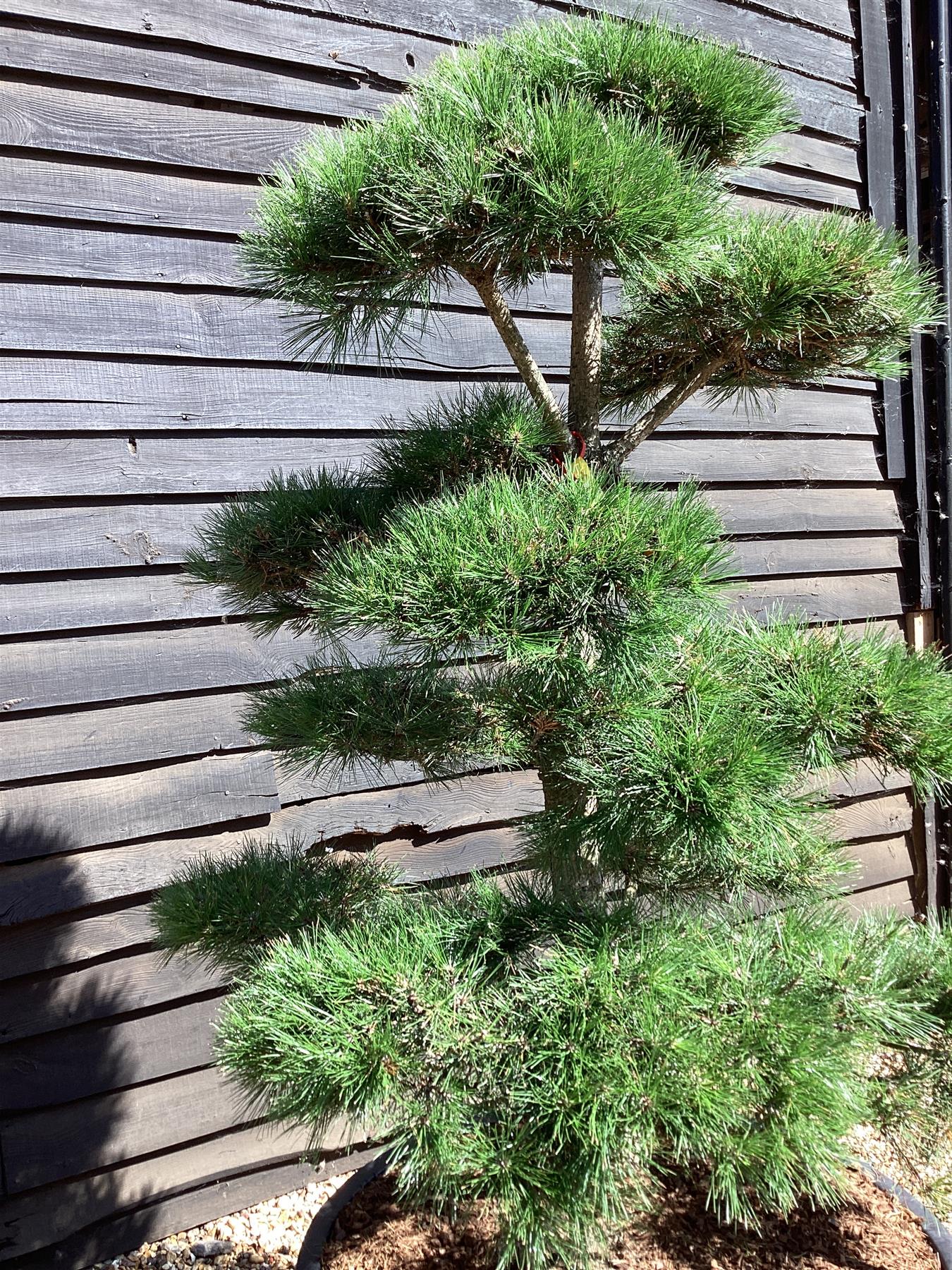 Pinus nigra nigra | European Black Pine - Bonsai Cloud - Height - 150-175cm - 285lt