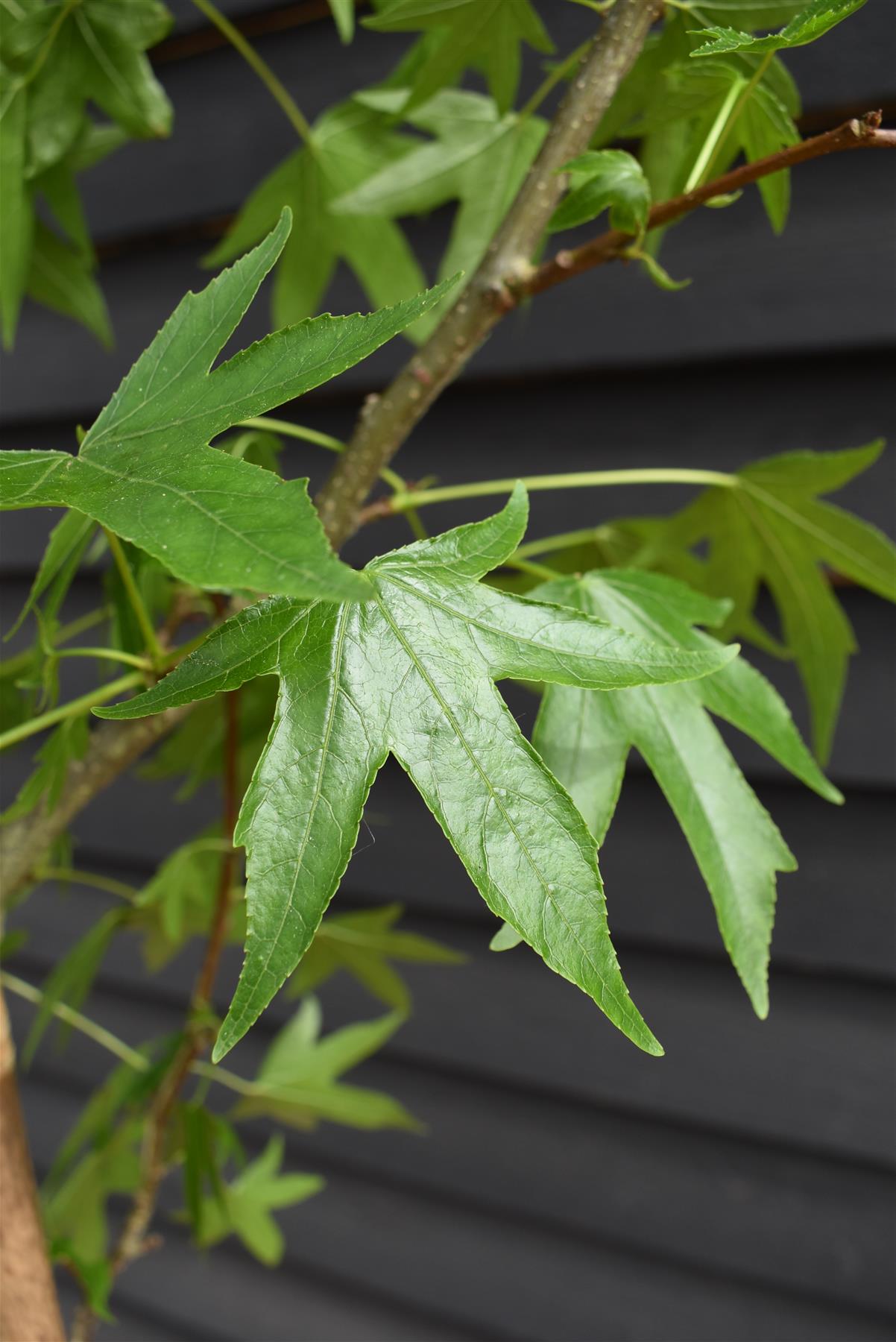 Liquidambar styraciflua 'Worplesdon' Std | Sweet Gum Worplesdon - 250-300cm, 30lt