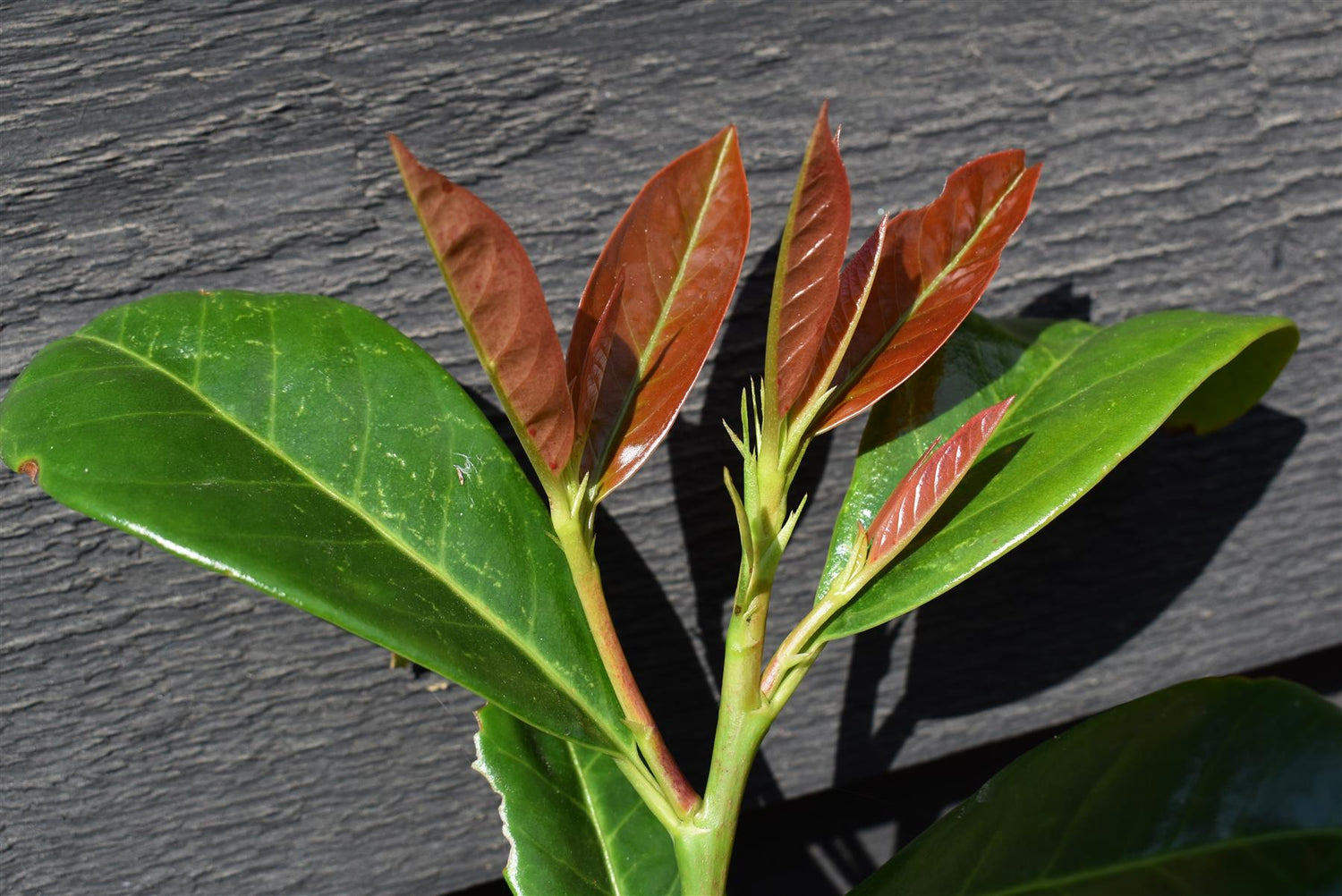 Cherry Laurel 'On fire' | Prunus laurocerasus On Fire - Height 20-40cm - 5lt