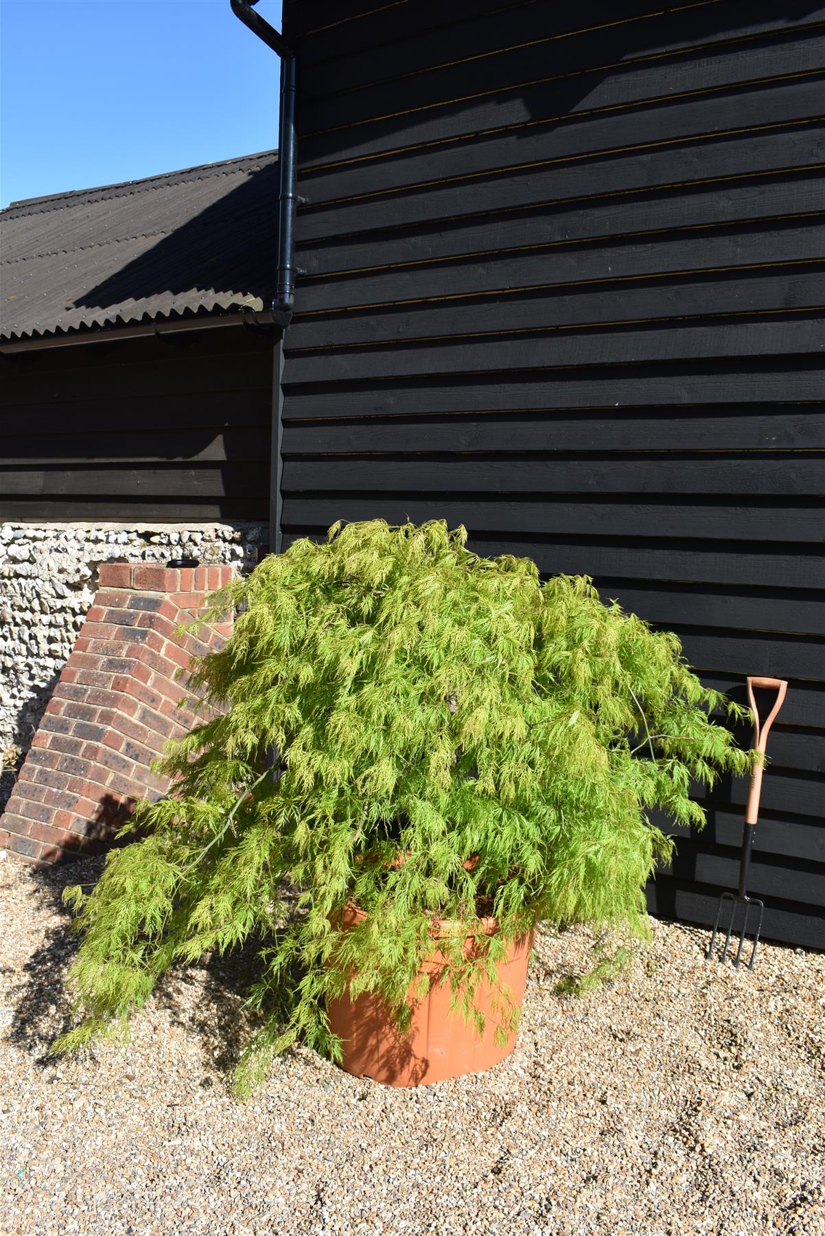 Acer dissectum 'Viridis' | Japanese maple Viride - 150-170cm - 1/2 std - 110lt