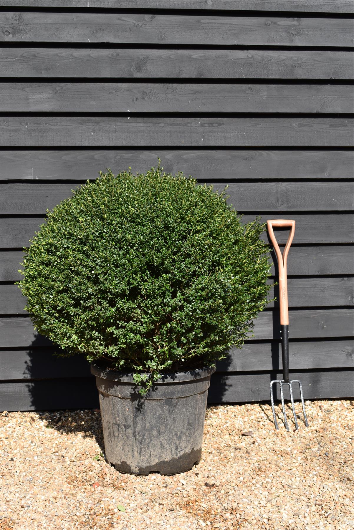 Ilex crenata 'Kinme' | Japanese Holly 'Kinme' - Ball - Width 85-90cm - 65lt