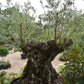 Olive Tree | Olea Europea 1/2 Std - 255-265cm, 500lt