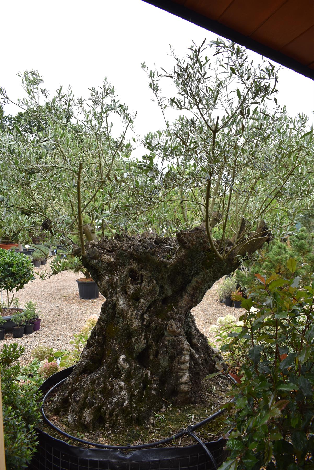 Olive Tree | Olea Europea 1/2 Std - 255-265cm, 500lt