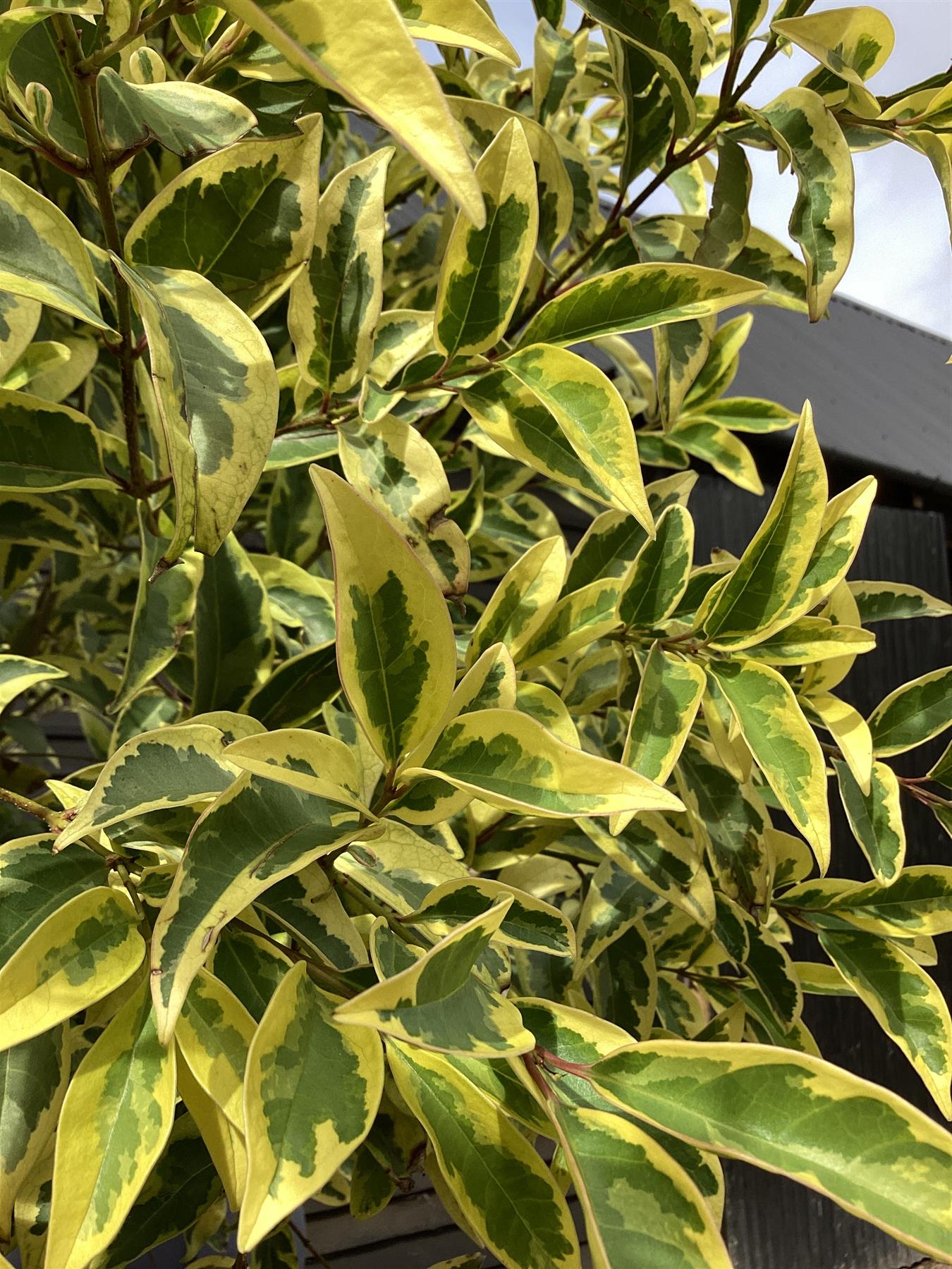 Ligustrum ovalifolium 'Aureum' | Golden Privet Standard, Clear Stem - 250-300cm, 90lt, 16+ girth