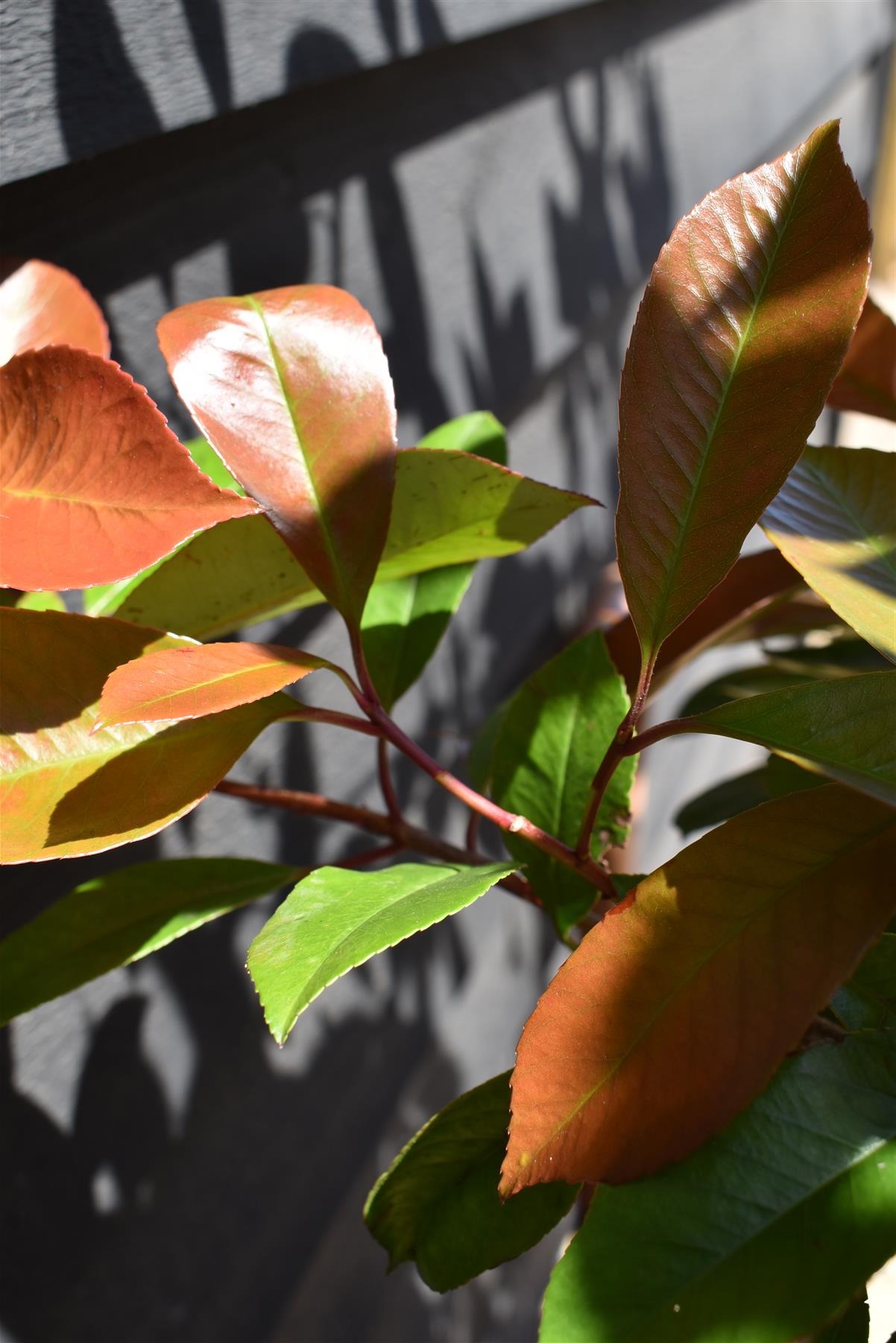 Photinia Red Robin | Christmas berry 'Red Robin' - 175-200cm, 45lt