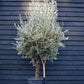 Olive Tree | Olea Europea - Short Stem 50-60cm - Girth 30-35cm - Height 150-170cm - 55lt