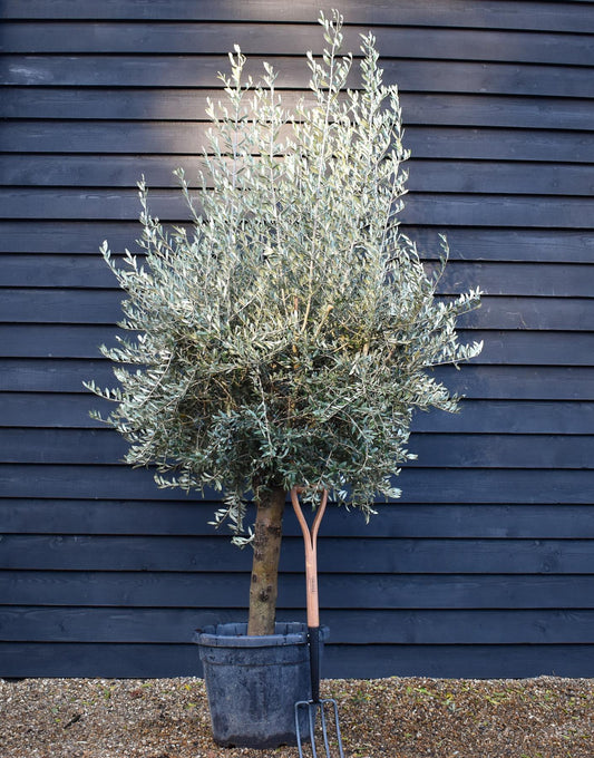 Olive Tree | Olea Europea - Short Stem 50-60cm - Girth 30-35cm - Height 150-170cm - 55lt