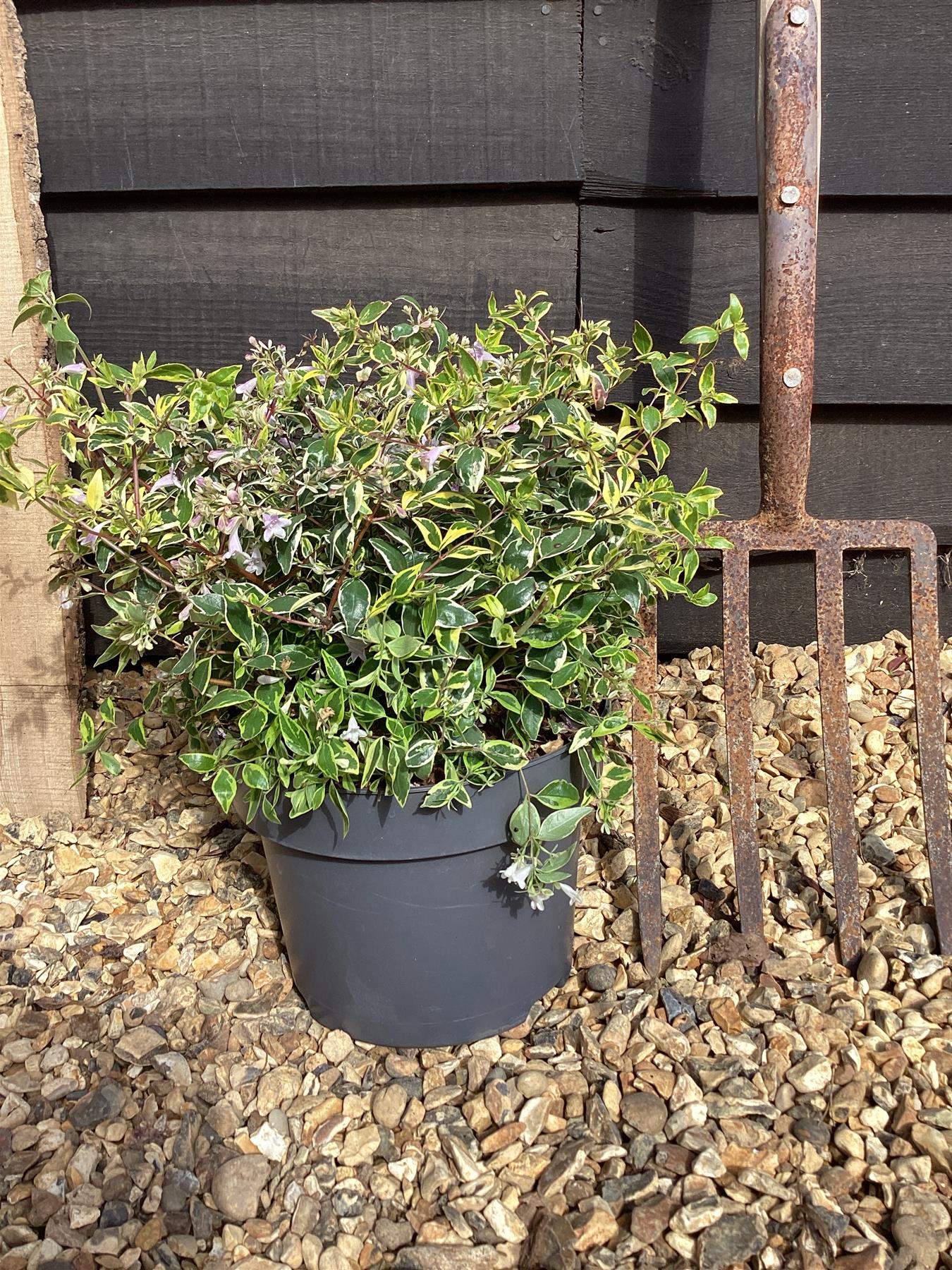 Abelia Hopleys | Abelia Caramel Charm - 45-55cm, 5lt