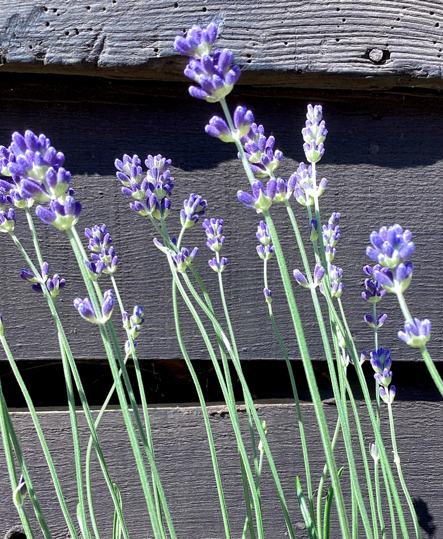 English Lavender 'Munstead' - 10-30cm, 2lt