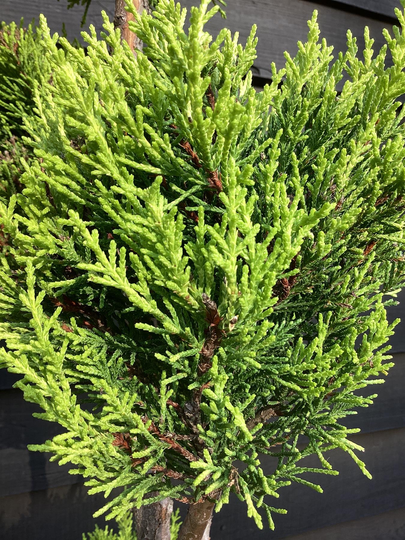 Cupressus Macrocarpa Goldcrest 14 Ball Ponpon- 25lt