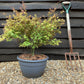 Acer palmatum 'Little Princess' | Japanese maple 'Little Princess' - 60-70cm - 15lt