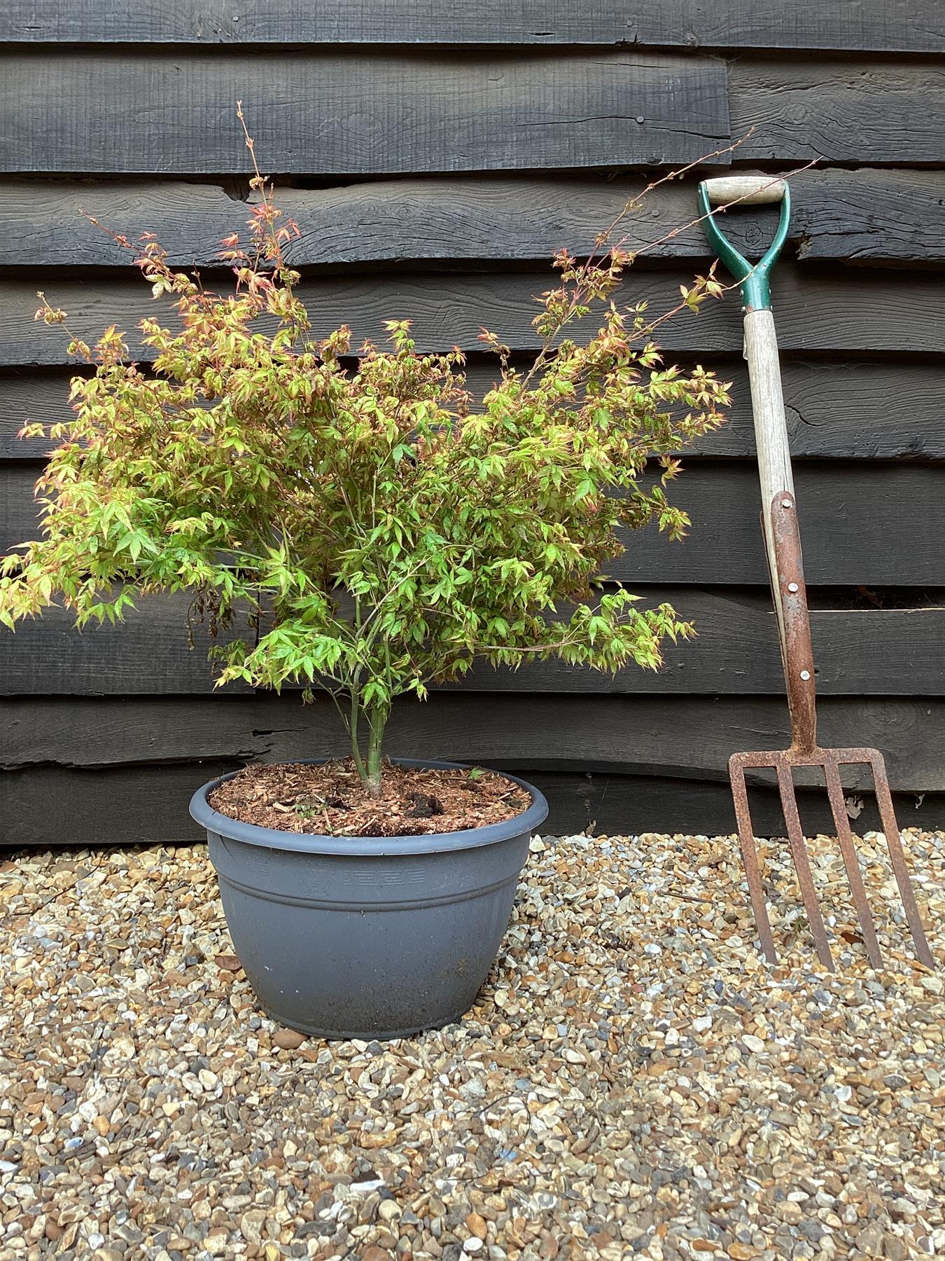 Acer palmatum 'Little Princess' | Japanese maple 'Little Princess' - 60-70cm - 15lt