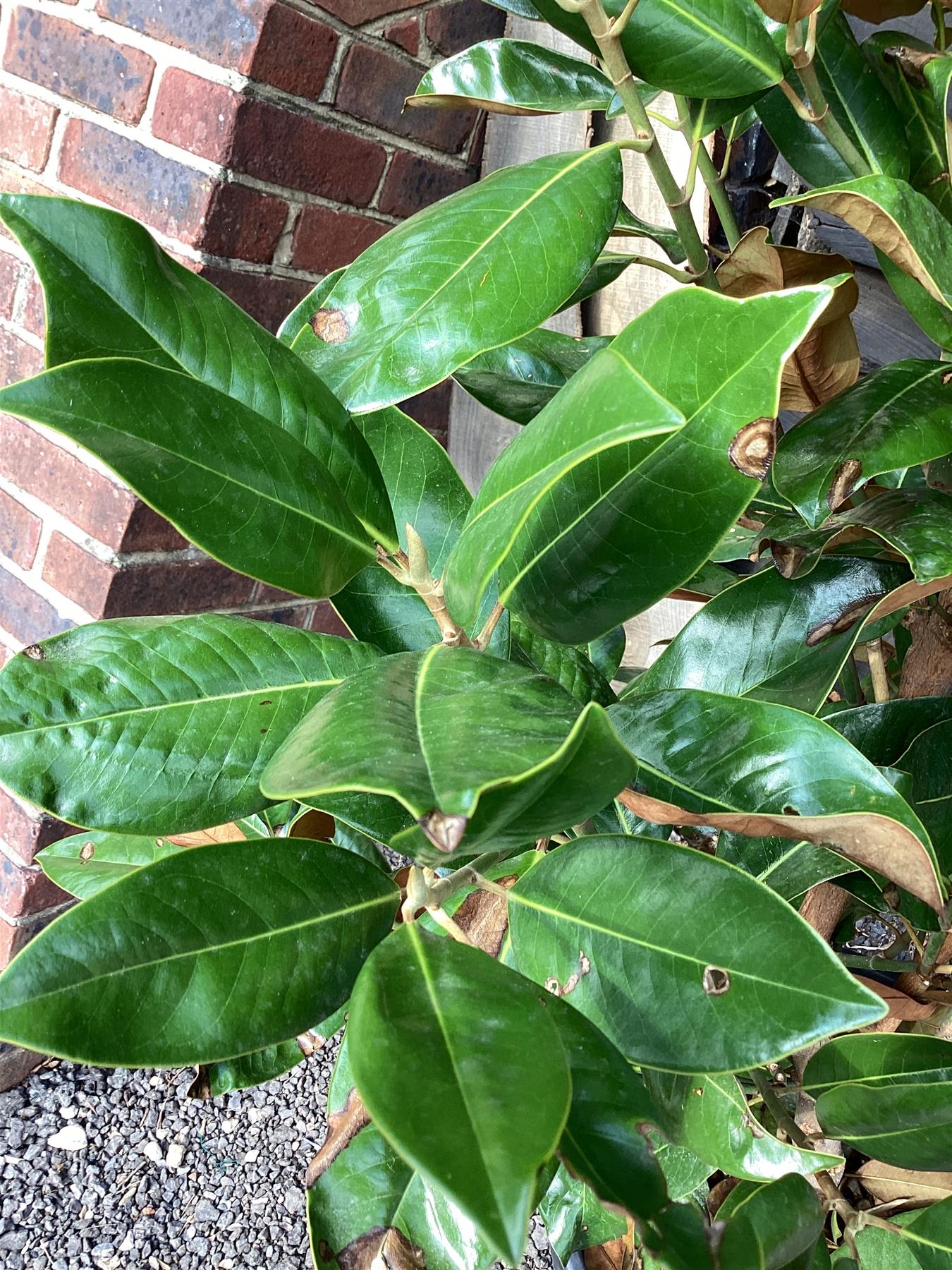 Magnolia Grandiflora | Evergreen Magnolia - 220-240cm, 55lt