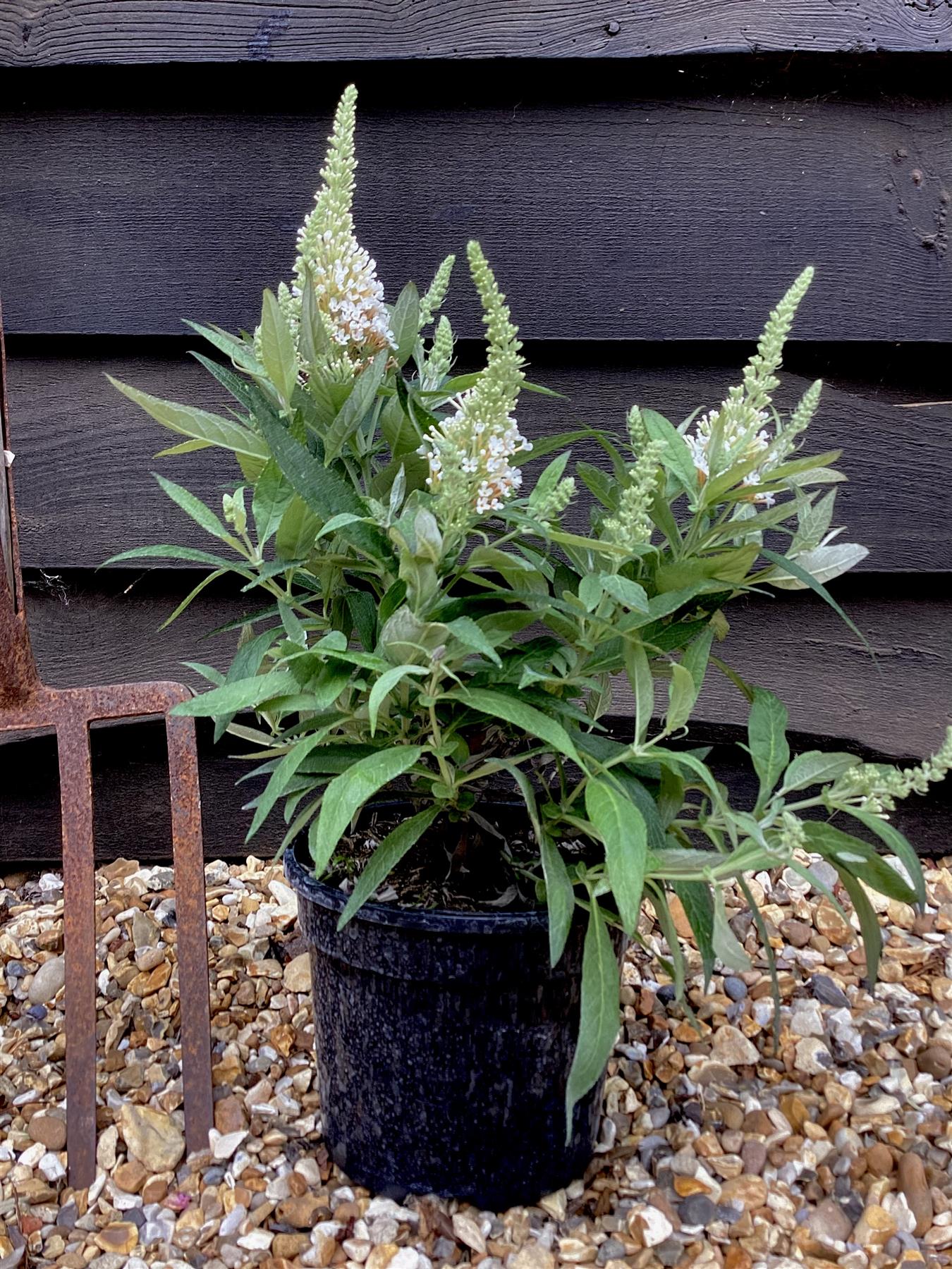 Buddleja 'Butterfly Candy Little White' | Butterfly Candy Little White Height 10-20cm - 4lt