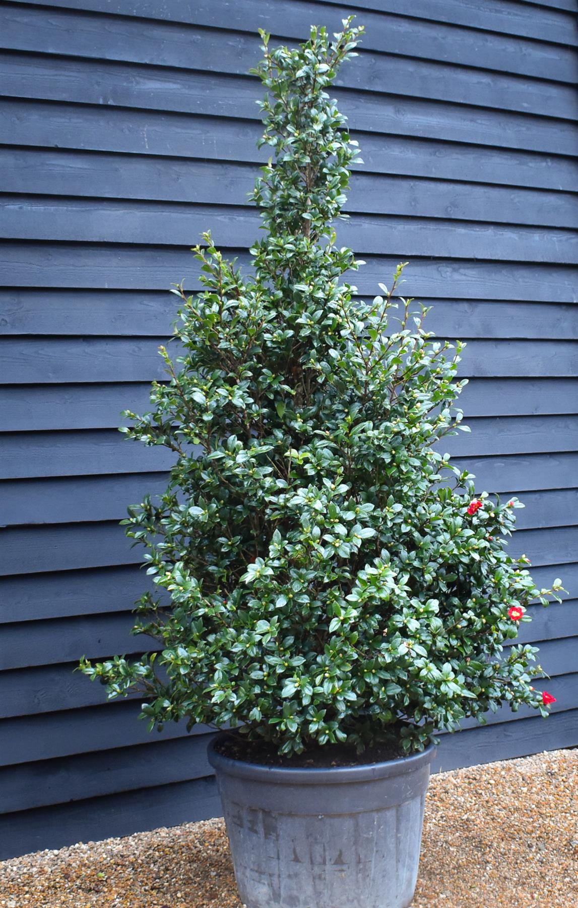 Camellia sasanqua - Bush - Large Shrub - Height 210-220cm - 110lt