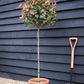 Photinia x fraseri Robusta Compacta - Half Standard - Height 165-175cm - 18lt