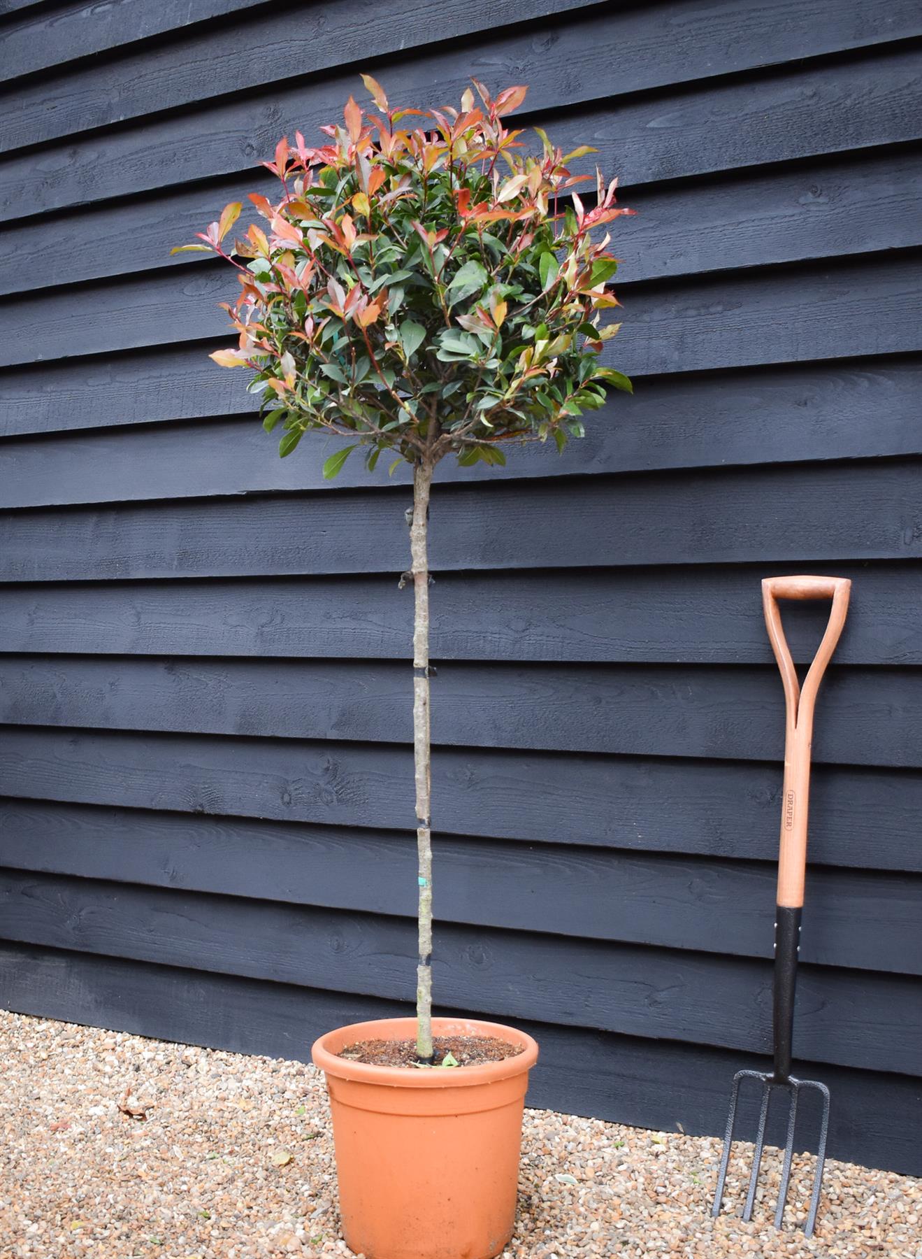 Photinia x fraseri Robusta Compacta - Half Standard - Height 165-175cm - 18lt