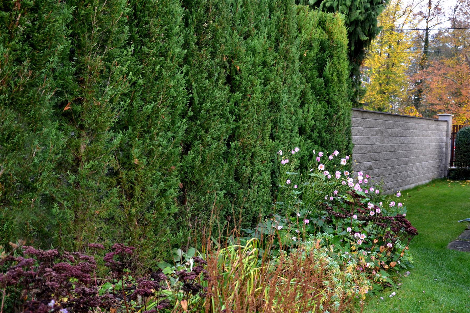 Leyland Cypress - 190-200cm, 10lt