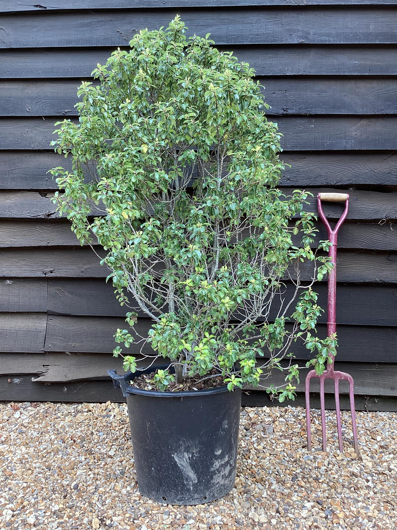 Pittosporum tenuifolium 'Gold Star' - 100-125cm, 30lt – Arundel Arboretum