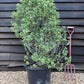 Pittosporum tenuifolium 'Gold Star' - 100-125cm, 30lt