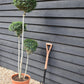 Ligustrum Jon Pom Pom 3 Ball | Privet Topiary - Height 150cm - 35lt