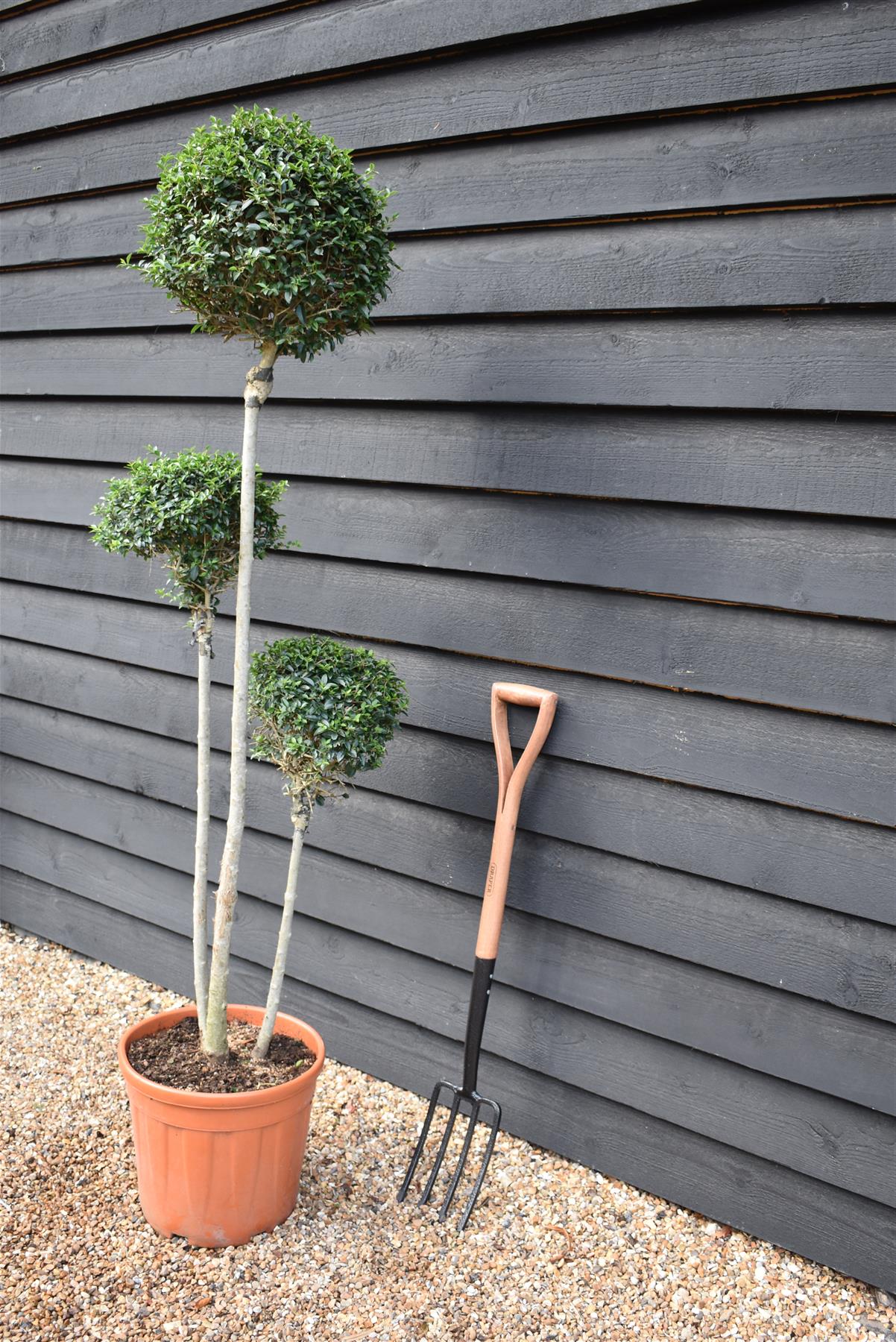 Ligustrum Jon Pom Pom 3 Ball | Privet Topiary - Height 150cm - 35lt