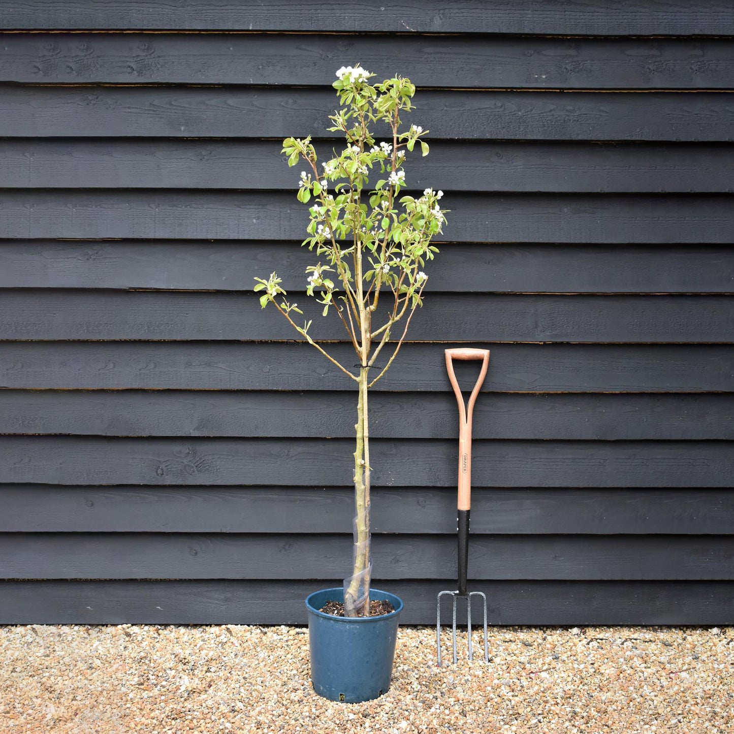 Pear 'Conference' | Pyrus communis - Height 160-180cm - 20lt