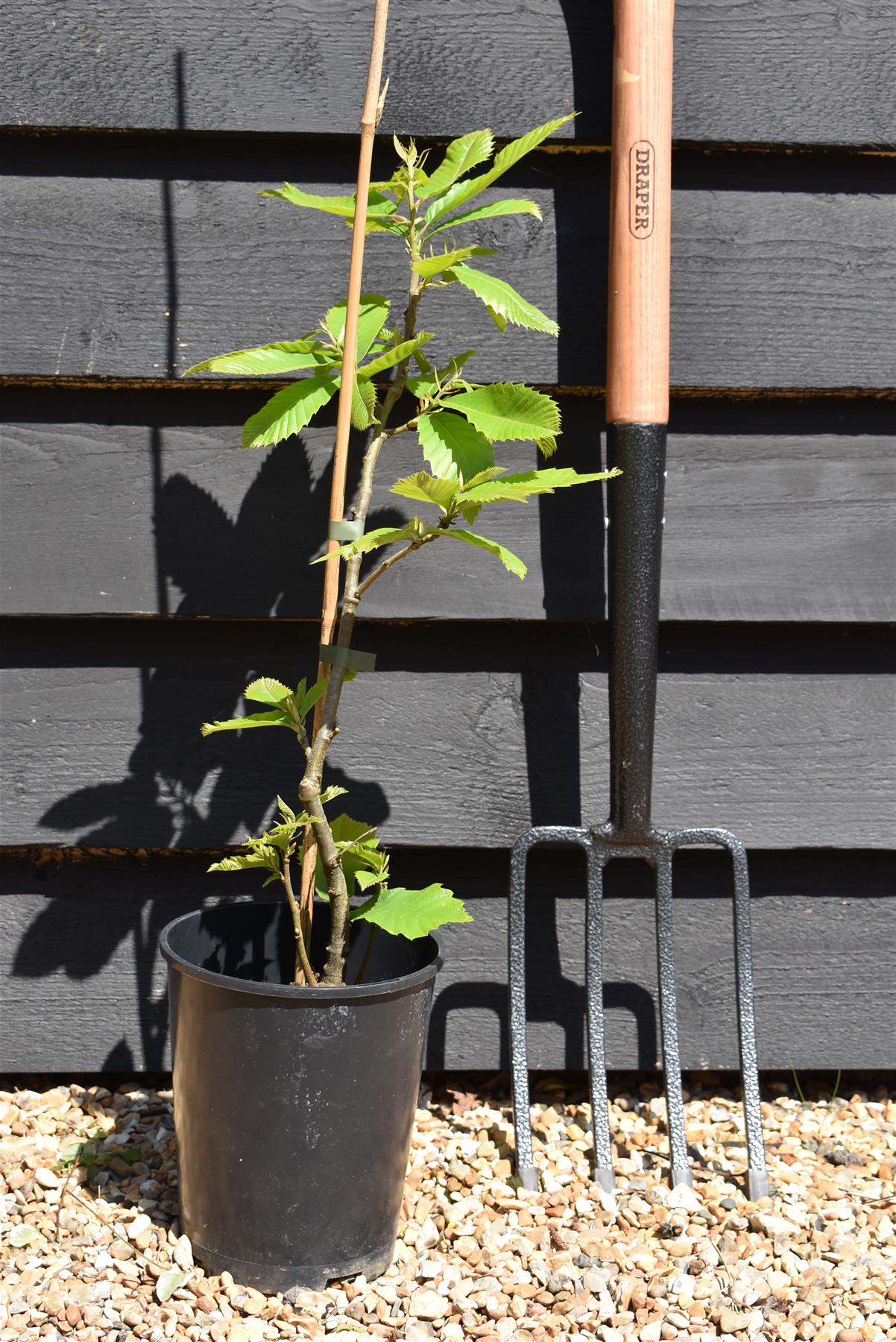 Sweet Chestnut | Castanea sativa - 100-120cm - 12lt