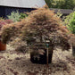 Acer palmatum 'Dissectum Atropurpureum' | Purple Threadleaf Japanese maple - Girth 32cm - 200-220cm - 375lt