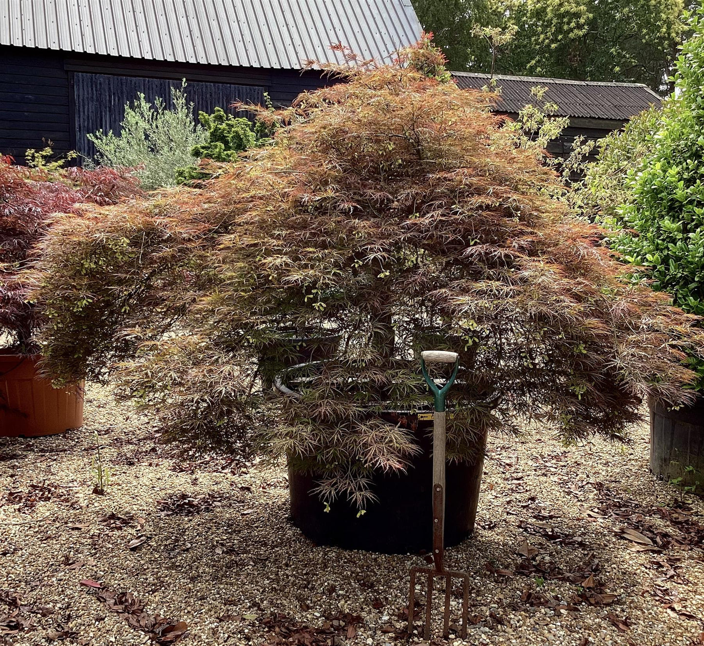 Acer palmatum 'Dissectum Atropurpureum' | Purple Threadleaf Japanese maple - Girth 32cm - 200-220cm - 375lt