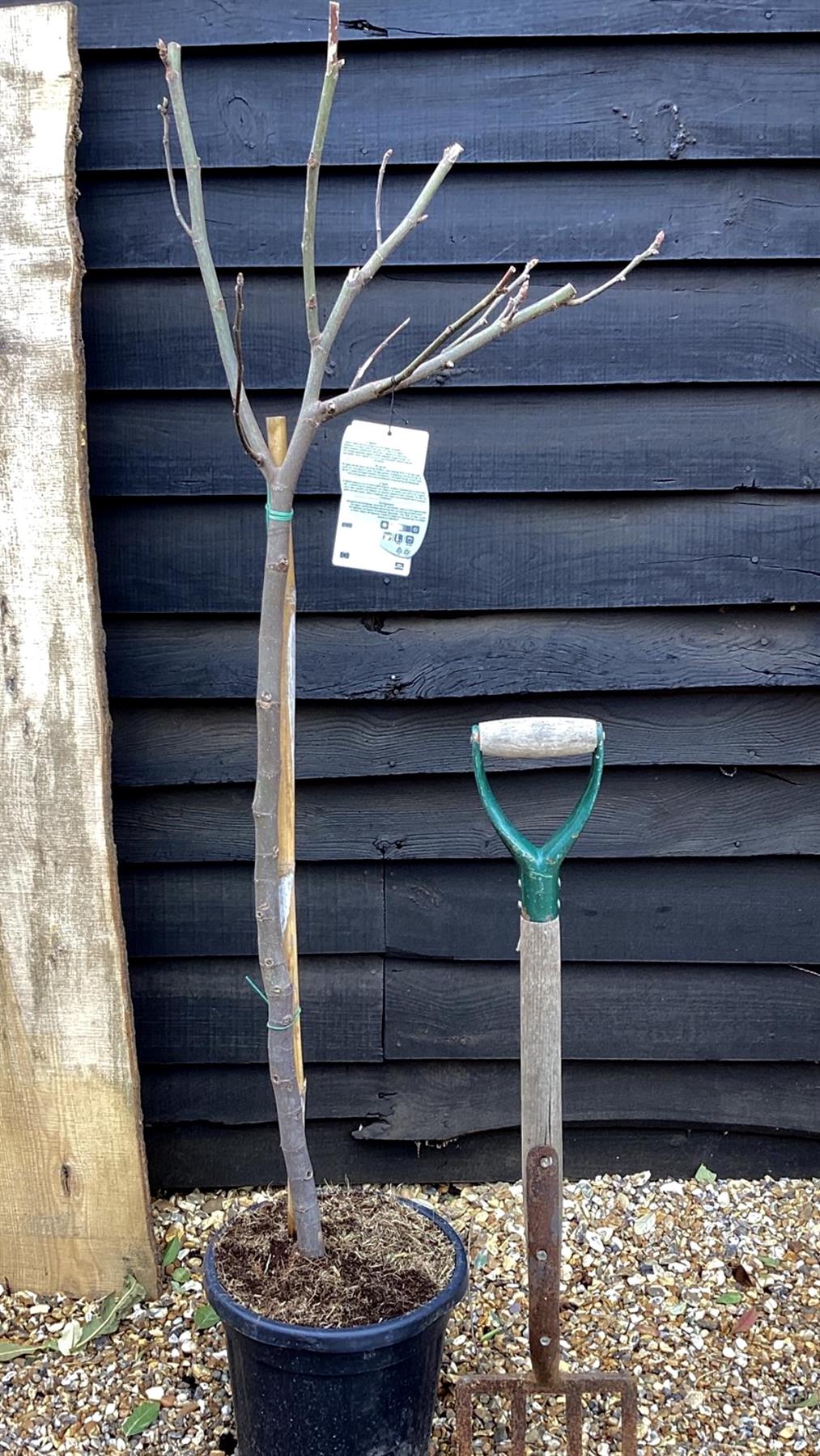 Fig | Ficus carica 'Ice Crystal' - Girth 10-12cm - 120-140cm - 15lt