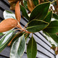 Magnolia grandiflora Little Gem | Southern Magnolia ‘Little Gem’ - Standard - Girth 12-14cm - Height 300-350cm - 110lt