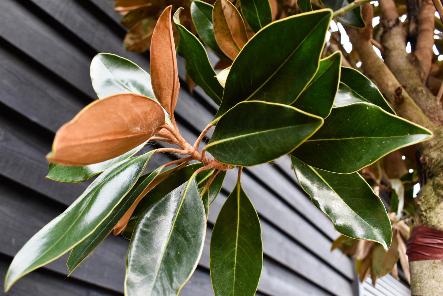 Magnolia grandiflora Little Gem | Southern Magnolia ‘Little Gem’ - Standard - Girth 12-14cm - Height 300-350cm - 110lt